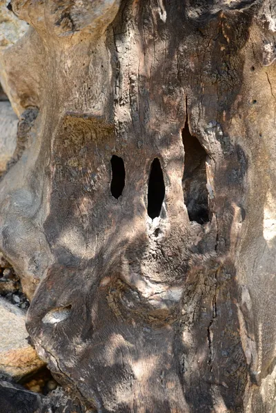 DSC_1642 (Large).JPG